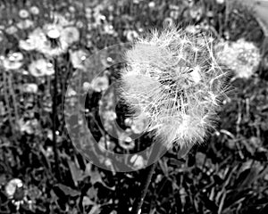 Withered dandelion with flight seeds in black and white