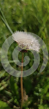 Withered dandelion in a green meadow