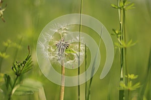 Withered dandelion