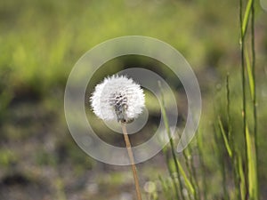 Withered dandelion with seeds, blowball and grass straw on beautiful green bokeh background. taraxacum officinale