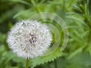 Withered dandelion with seeds, blowball on green bokeh background. taraxacum officinale, spring flower, close up, macro