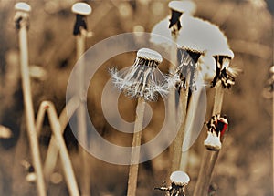 Withered dandelion with small rest of seeds