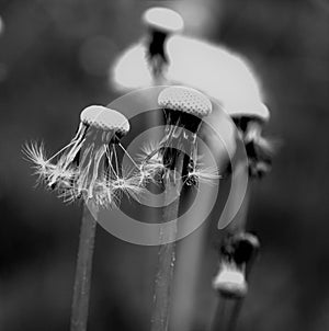 Withered dandelion with small rest of seeds in black and white
