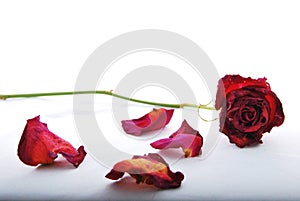 Withered and discolored red rose lying with rose petals
