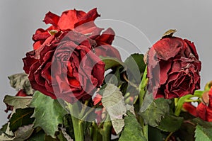 Withered dried flowers of a red rose on a light background