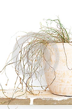 Withered dried plant in pot