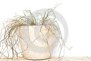 Withered dried plant in pot isolated on white