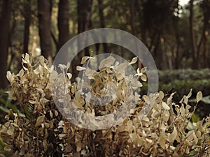 Withered and dry leaves with depth of field in `Parque Mexico`