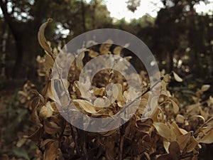 Withered and dry leaves with depth of field in `Parque Mexico`