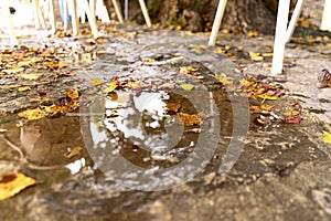 withered dry wet red and yellow leaves on the ground in a puddle near the knife of the cafe chairs. Nostalgic beautuful autumn