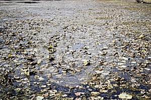 Withered and drying lotus plants