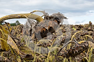 Withered dying sunflowers in autumn with cloudy sky, everything has a beginning and an end, by day, without people