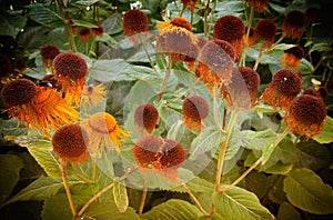 Withered Echinacea