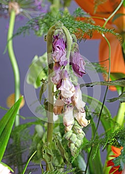 Withered flower bouquet, selective focus