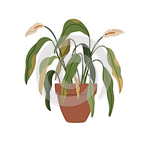 Withered flower plant in pot. Wilted dying ill leaves of dry houseplant in planter. Ugly dead Spathiphyllum, unhealthy