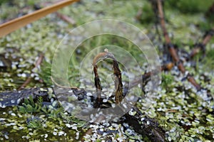 A withered flower in water