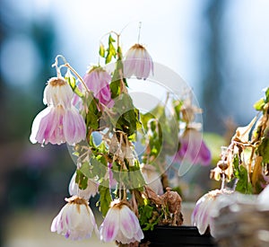 Withered flowers