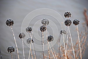 Withered flowers in winter photo