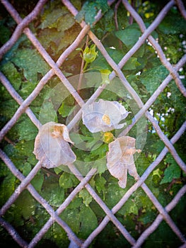 Withered flowers and wire mesh