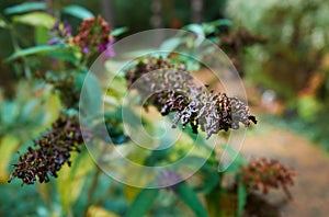 Withered foul stinking butterfly bush in autumn