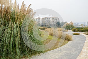 Withered grass along path in light winter mist