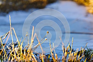 Withered grass at Frost