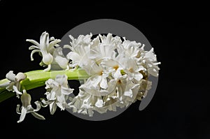 Withered hyacinth flower isolated on black background