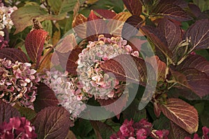 Withered hydrangea flowers at autumn