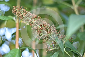 Withered inflorescence of a butterfly bush (Buddleja davidii)