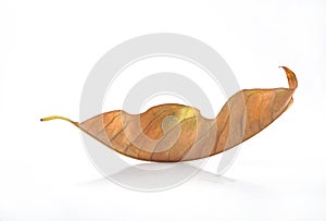 Withered leaf photo