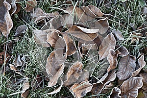 Withered leaf on green grass under morning frost