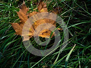 Withered leaf lies in the grass in autumn