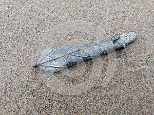 A withered leaf on the sand