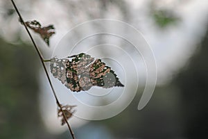 Withered leaf sceleton in autumn as a natural background