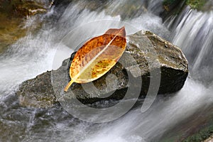 Withered leaf on stone