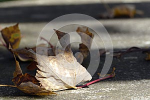 Withered leaf, transience in brown and gray photo