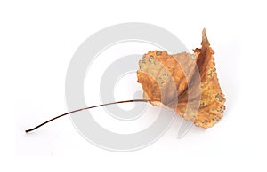 A withered leaf on a white background