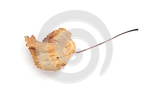 A withered leaf on a white background