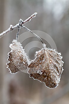 Withered leaves are covered with frost