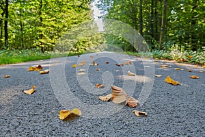 Withered leaves lying on an empty road in the forest