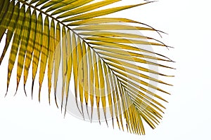 Withered leaves of palm tree photo