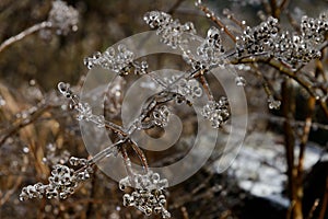 The  withered leaves and seeds of the plants are covered with ice and frost in winter
