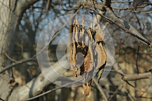 Withered leaves on a tree branch overlooking a beautiful blue sky