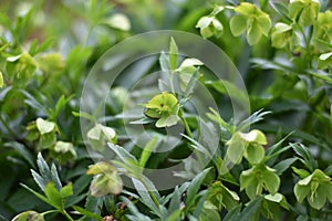 Withered Lenten Rose (Helleborus orientalis)