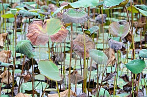 Withered Lotus Leaves
