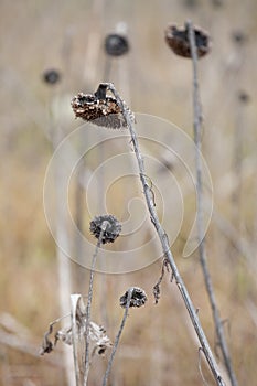 Withered lotus