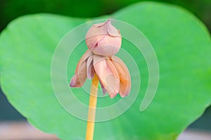 A Withered Lotus Bud