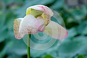 Withered lotus flower