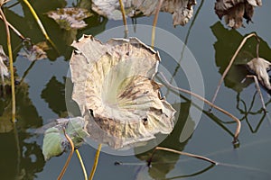 Withered lotus