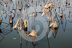 Withered lotus leaf